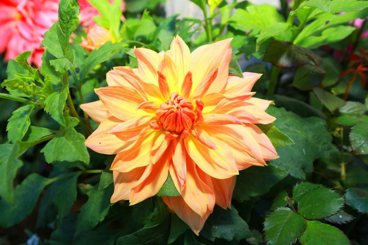 Dahlia Mount View Hotel Nuwara Eliya Eksteriør billede